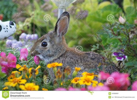 Currently there are three types of flowers: Image result for cottontail bunny flowers | Rabbit ...