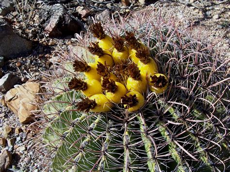 Free Images Cactus Flower Produce Botany Flora Fauna Wildflower