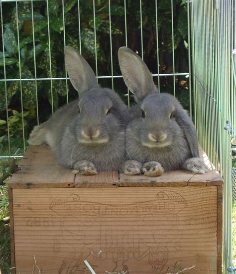 anna hull sock bunny maker to the world the rabbit welfare association
