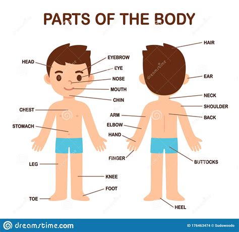 Check categories of outdoor, commercial cartoon little boys at alibaba.com at affordable prices. Cute boy body parts stock vector. Illustration of label ...