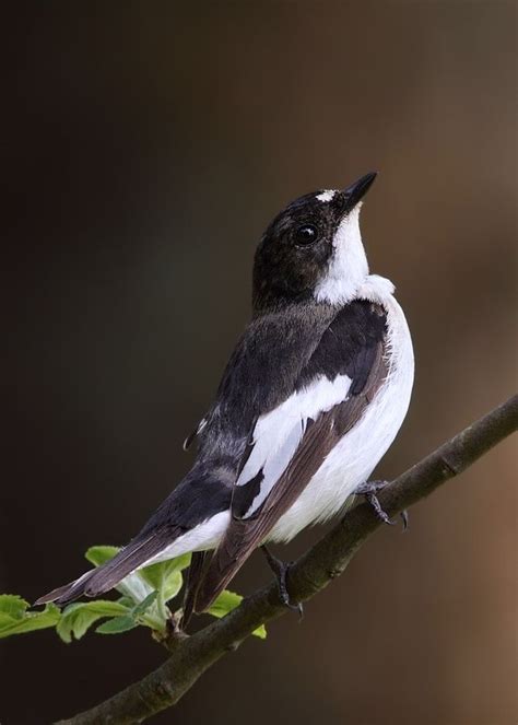 105 Best Birds Flycatcher Images On Pinterest Beautiful Birds