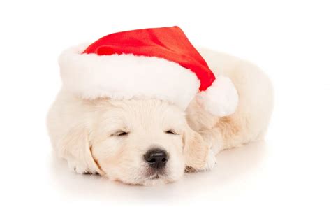 Top Funny Christmas Dog Wallpapers Desktop Background