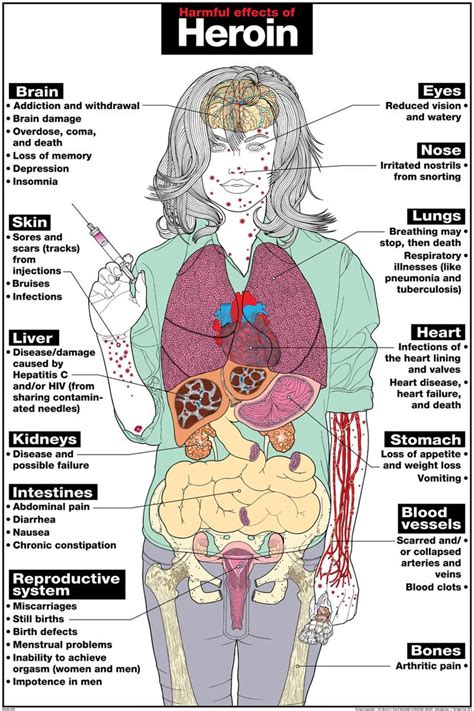 Illegal Drugs And The Human Body Worksheet