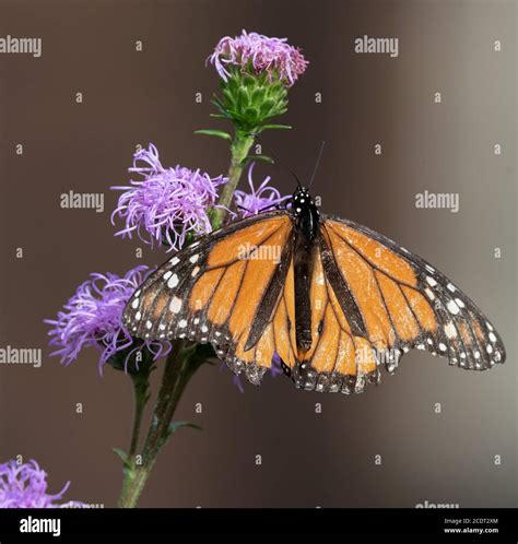 Monarch Butterfly On Purple Flower Stock Photo Alamy