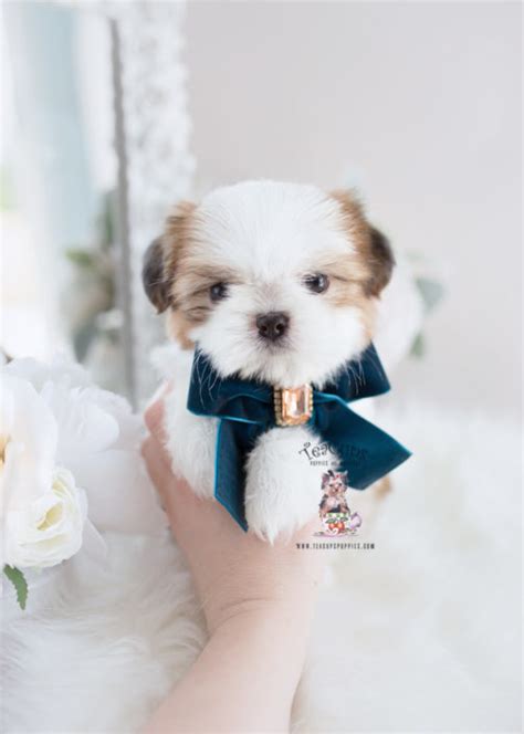 Akc registered cuddly, very loving, and smart. Imperial Shih Tzu Puppies For Sale by TeaCups, Puppies ...