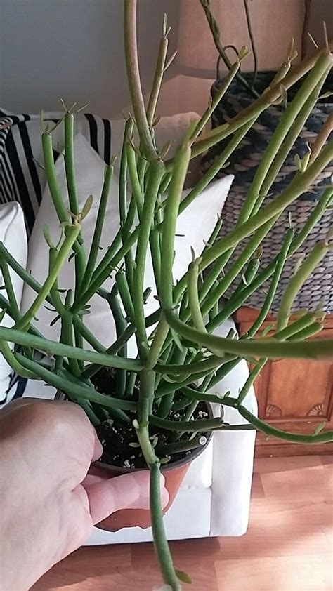 Simply use the links above to jump ahead or scroll down to read it all! Pencil cactus | Pencil cactus, Plants, Succulents