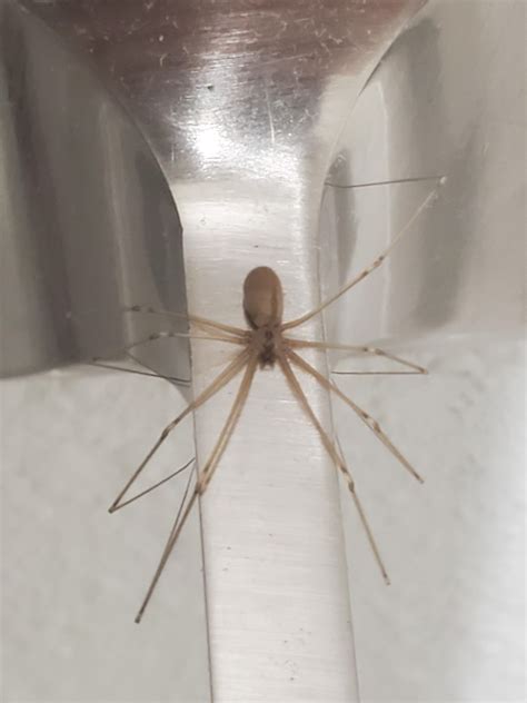Pretty Sure This Is A Brown Recluse Whatsthisbug