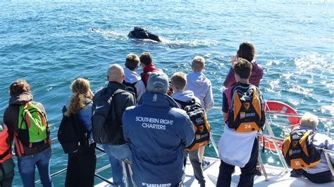 Southern Right Charters Blog Hermanus Boat Trips And Tours