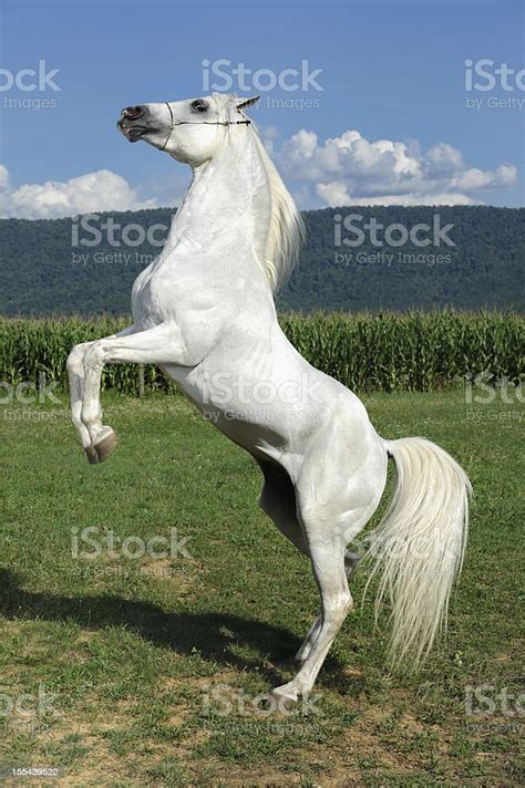 White Horse Rearing Up Arabian Stallion Stock Photo Download Image