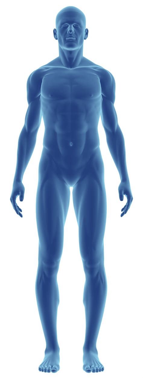 La Ilustraci N Vectorial Human Body Systems Gambaran