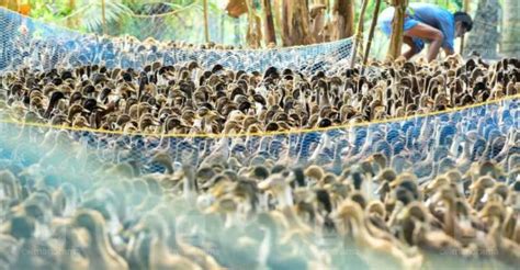 Seven people have tested positive for the h5n8 virus at a poultry farm in southern russia. Bird flu: Centre sends multi-disciplinary teams to Kerala ...