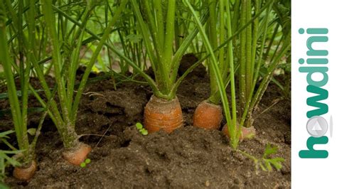 How To Care For Carrot Plants Youtube
