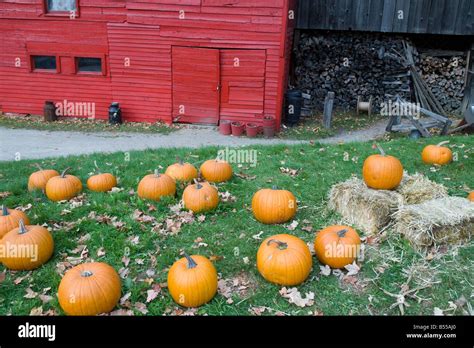 Pumpkins On The Ground In Vermont Stock Photo Alamy