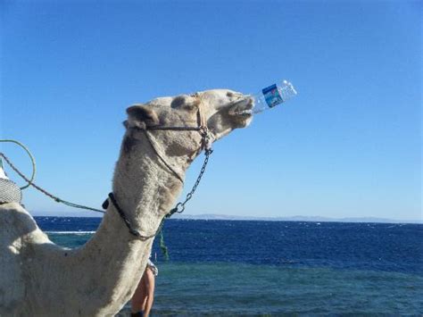 How the camel got his hump kipling's story. Blue Hole - Dahab - Picture of Blue Hole, Dahab - TripAdvisor