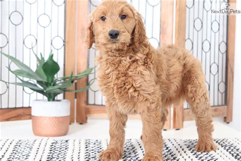 English cream goldendoodles for sale. Houston: Goldendoodle puppy for sale near Ft Myers / SW ...