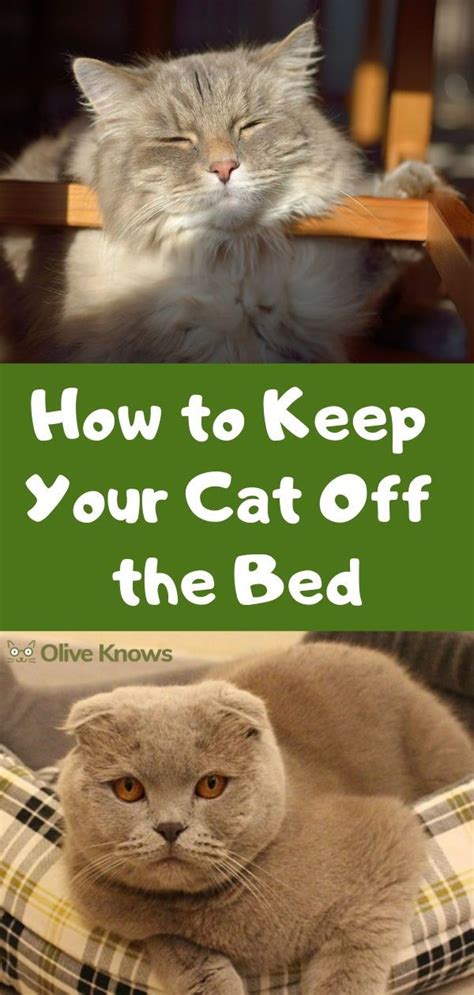 How To Keep Cat Off Bed Without Being Super Mean Oliveknows Cat