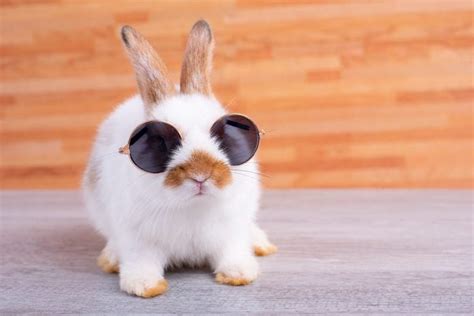 30 Cute Bunnies To Make You Smile — Adorable Bunny Pictures