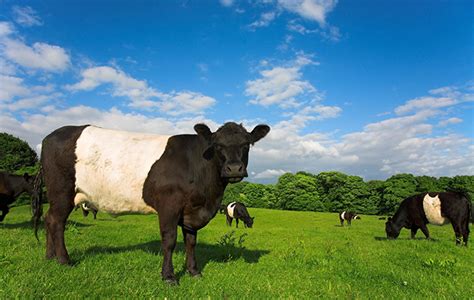 A Guide To The Native Cattle Breeds Of Britain From Aberdeen Angus To