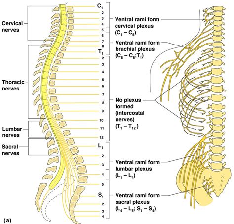 Spinal Nerves Diagram Quizlet