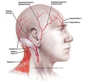 Master your knowledge about the anatomy of the nerves and arteries of head and neck at kenhub. 🎉 Arteries of the head. Temporal arteritis: MedlinePlus Medical Encyclopedia. 2019-02-10