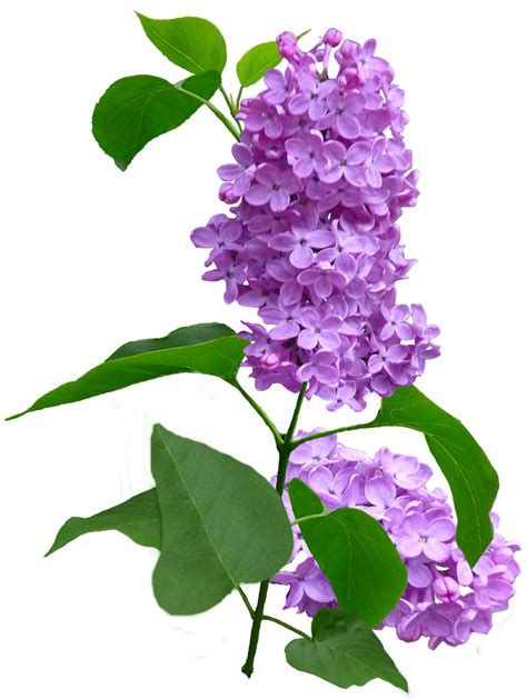 Lilac Flower Png Free Logo Image