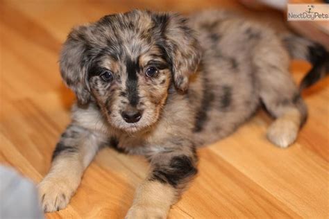 Find a kitten for sale, cats for sale, in our online classifieds. I want her! Meet Jasmine a cute Aussiedoodle puppy for ...