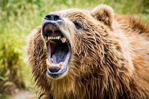 Bear Roaring Pic Stock Photos Pictures And Royalty Free Images Istock