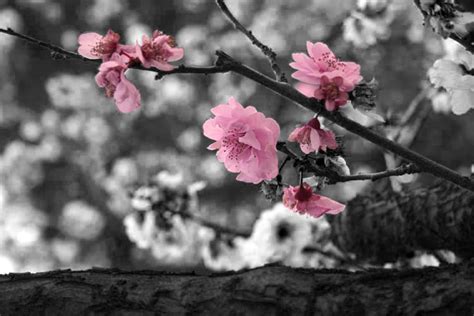 Black and White Cherry Blossom by MellieMackay on DeviantArt