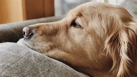 Common Causes And Symptoms Of Stomach Cancer In Pets Firstvet