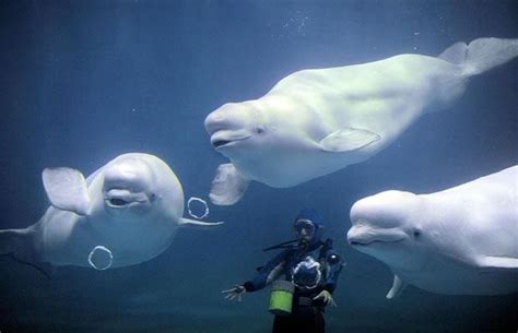 Beluga Whales Blowing Bubble Rings Telegraph Beluga Whale Whale