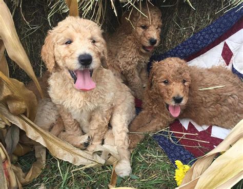 Meet maureen and her 3 certified american goldendoodles. Goldendoodle Puppies For Sale | Dallas, TX #244739