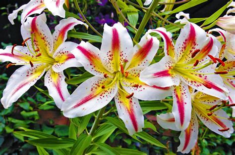 Wsmagnet Heavenly Scent — Creating Paradise With Lily Hybrids