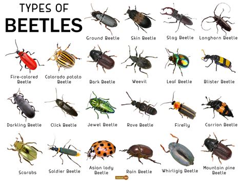 Discover Different Types Of Bugs A Fascinating Guide