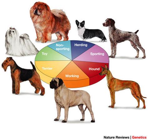 Dog Breeding And Breed Groups Dogica 3d Herding Hunting
