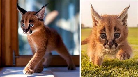 Meet The Caracals Probably One Of The Cutest Cat Species
