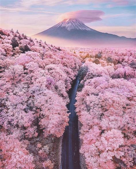 Cherry Blossom Forest In Japan Rpics