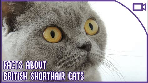British Shorthair Facts The Cutest Breed Youtube