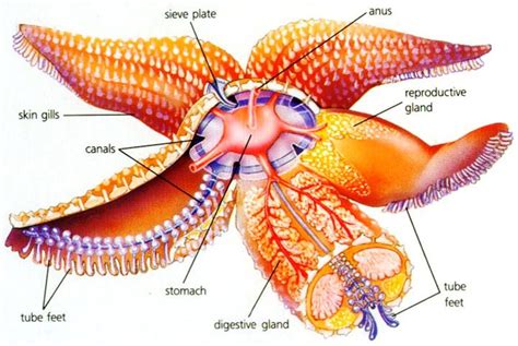 Biology - Phylum Mollusca and Echinodermata for NEET (AIPMT) | askIITians