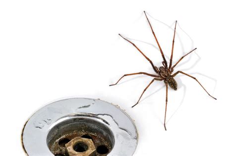 The 10 Spiders Youll Find In The Houses And Gardens Of Britain This