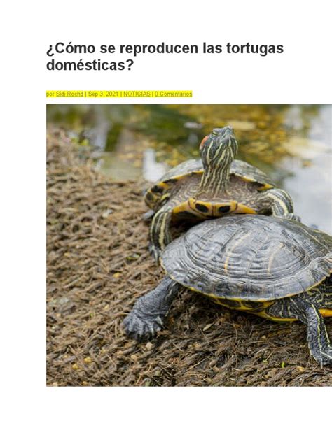 Cómo Se Reproducen Las Tortugas Domésticas Pdf Tortuga Hembra
