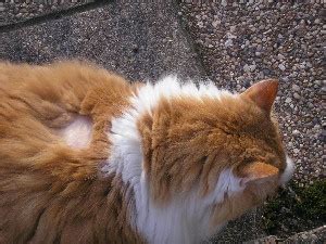 Going to take him to the vets, but wanted to ask, what can i use on him to help stop this getting worse? Fat Eric and Friends: August 2007