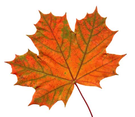 Download Leaf Transparent Hq Png Image Freepngimg