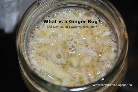 Thepureoil What On Earth Is A Ginger Bug