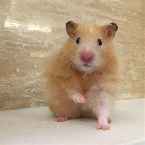 Colours of the syrian hamster can be described in three ways: Male Orange Long Haired Syrian Hamster For Adoption ...