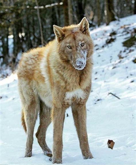 5233 Best Beautiful Wolves Images On Pinterest Wolves