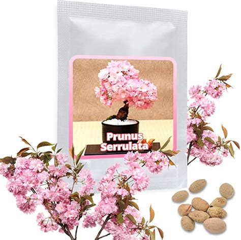 10 Semillas De Cerezo Japonés Sakura Prunus Serrulata Cultivable