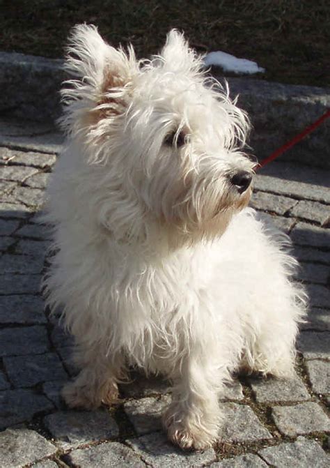 razze cani west highland white terrier