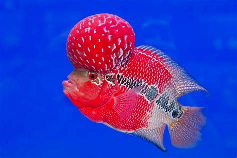 Types Of Flowerhorn Fish With Pictures Best Flower Site