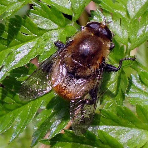 Stoffolano will work with insect virologist john burand and undergraduate plant, soil and insect sciences the researchers hope that someday, this virus could be used to control the fly in plant nurseries to help prevent crop losses. Basking on Green. Narcissus Bulb Fly, Merodon equestris, G ...