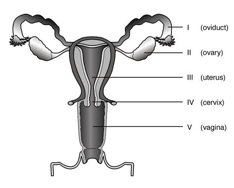 Label The Parts Of The Female Reproductive System